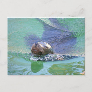 Postal León marino; ¡En el baño de las cosas!
