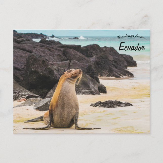 Postal León marino en las Islas Galápagos Ecuador (Anverso)