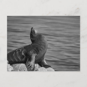 Postal León marino encaramado sobre rocas - Fotografía de