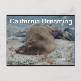 Postal León marino - Sueño de California - Postcard