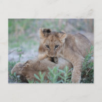 León (Panthera leo) cachorro de las madres morder 