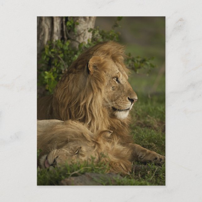 Postal León, Panthera leo, Lower Mara, Masai Mara GR, (Anverso)