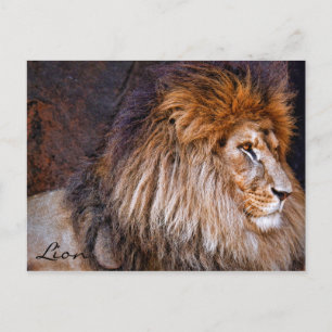 Postal León [Postal] ポ ス カ ド