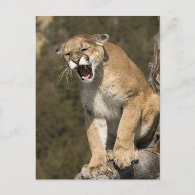 Postal León Puma o montaña, concolor puma, cautivo - (Anverso)