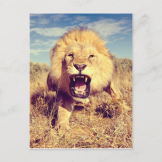Postal León salvaje