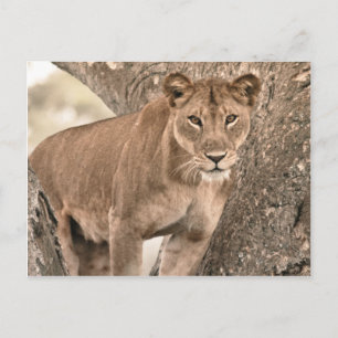 Postal León trepador de árboles, Uganda Africa