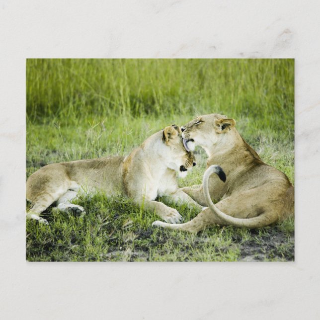 Postal León y leona, África 2 (Anverso)