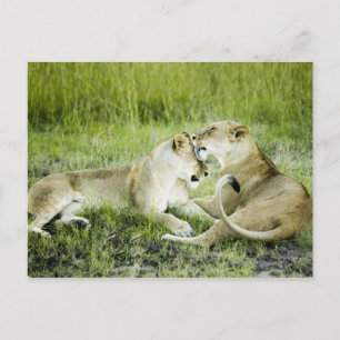 Postal León y leona, África 2