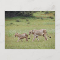 leona caminando con cachorros, león, Panthera leo,