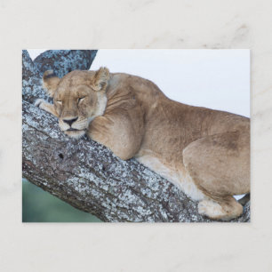 Postal Leona durmiendo en un árbol