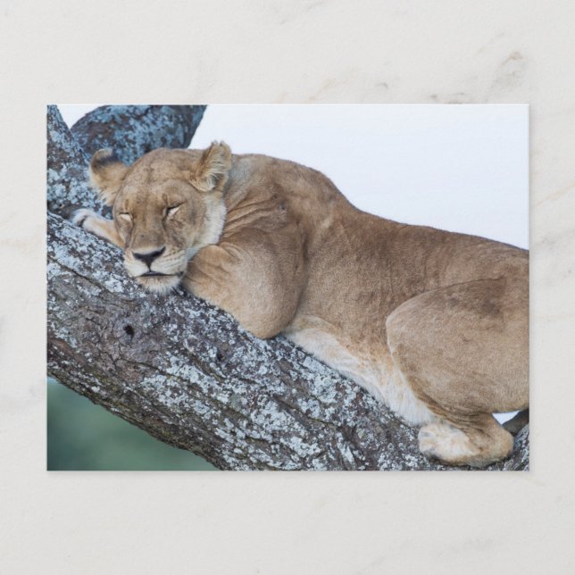 Postal Leona durmiendo en un árbol (Anverso)