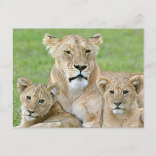 Postal Leona y dos cachorros, África Oriental, Tanzania,