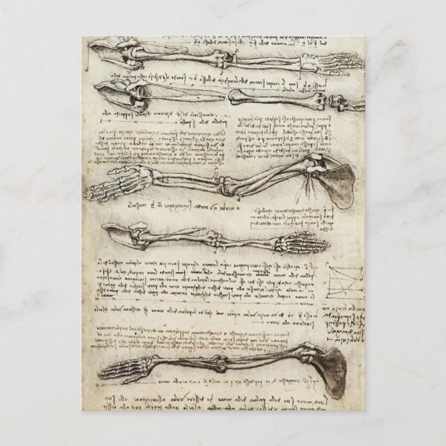Postal Leonardo da Vinci: Estudios del brazo por el (Anverso)