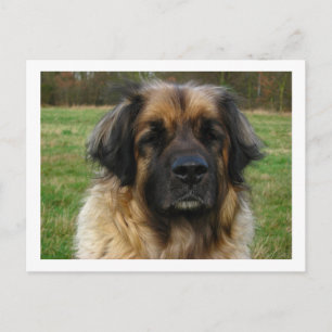 Postal leonberger