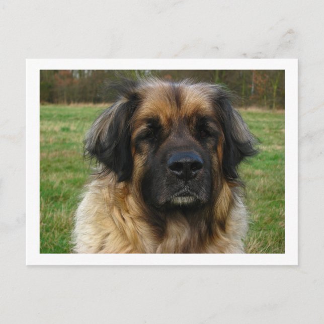Postal leonberger (Anverso)