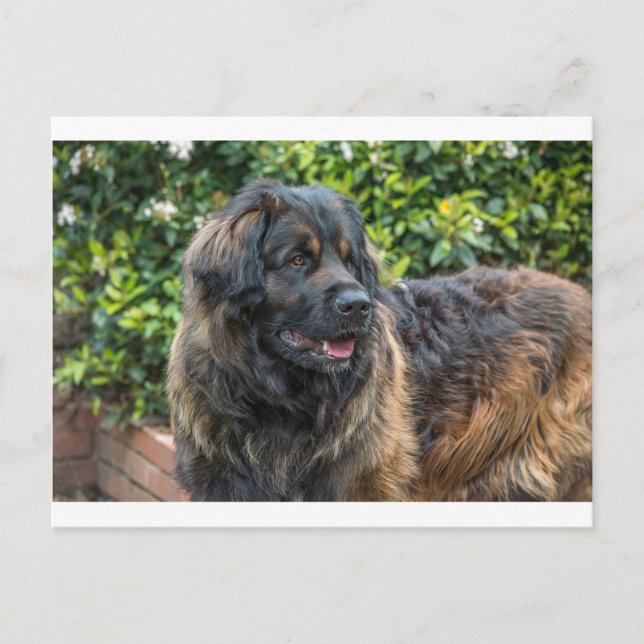 Postal leonberger 3 (Anverso)