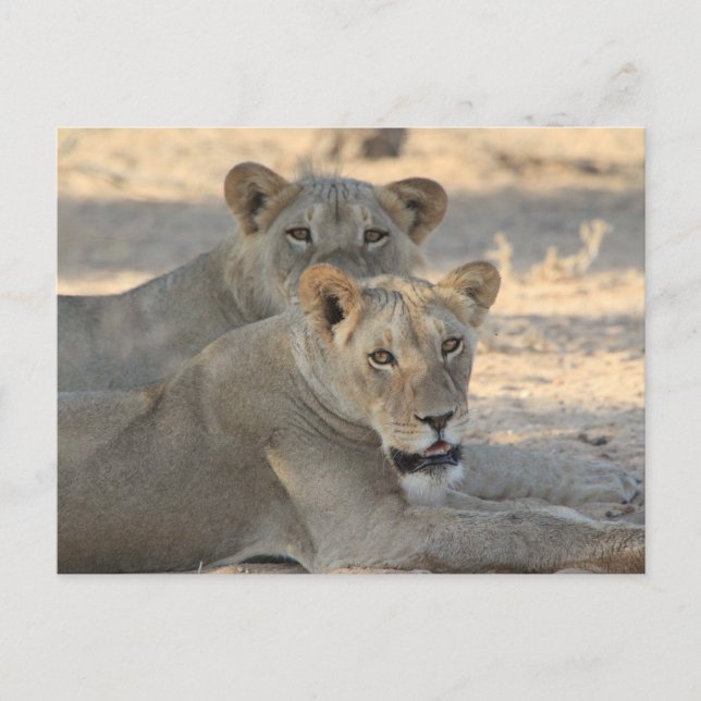Postal Leones (Anverso)