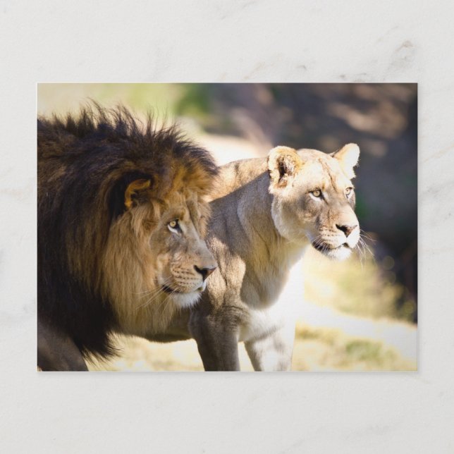 Postal Leones (Anverso)