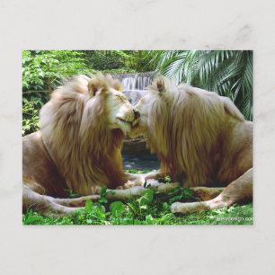 Postal Leones afectivos