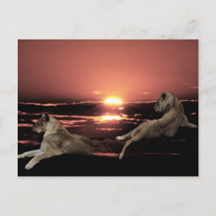 Postal Leones africanos descansando al atardecer