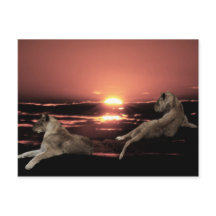 Leones africanos descansando al atardecer