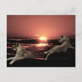 Postal Leones africanos descansando al atardecer