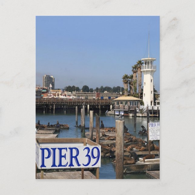 Postal Leones del Mar de California (Anverso)