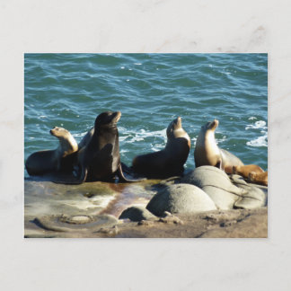 Postal Leones del mar de San Diego