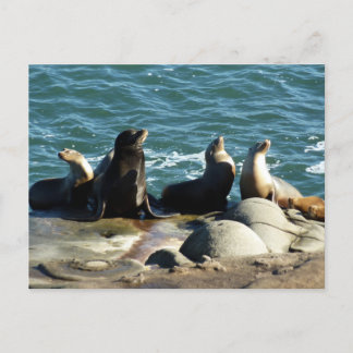 Postal Leones del mar de San Diego