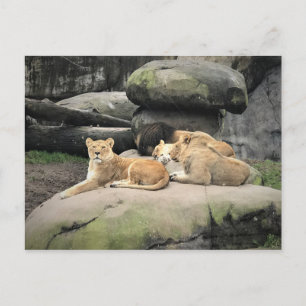 Postal Leones echando una paliza en el zoológico