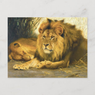 Postal Leones en reposo por Wilhelm Kuhnert