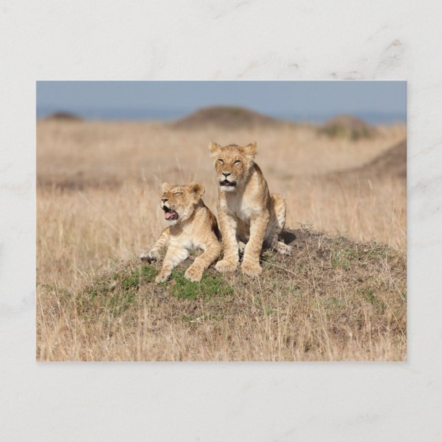 Postal Leones jóvenes (Anverso)