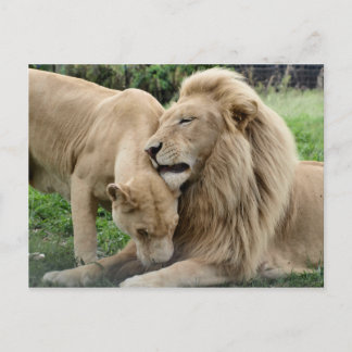 Postal Leones Lover