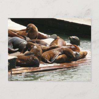 Postal Leones marinos al sol en San Francisco