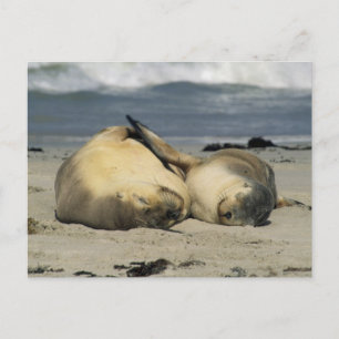 Postal Leones marinos australianos, Neophoca cinerea),