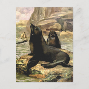 Postal Leones marinos de California por CE Swan, Animales