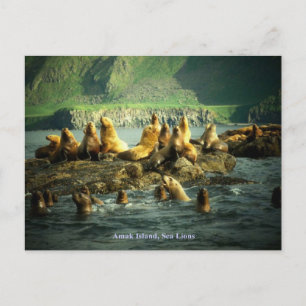 Postal Leones Marinos de la Isla Amak
