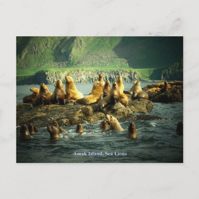 Postal Leones Marinos de la Isla Amak (Anverso)