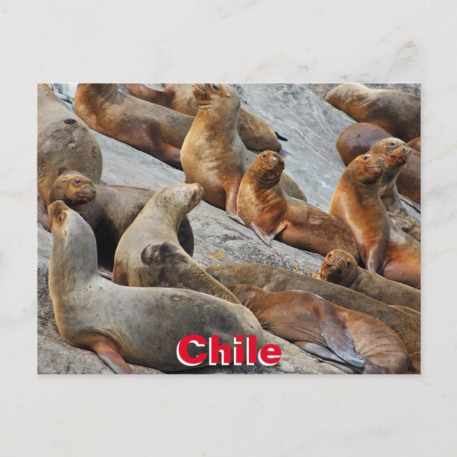 Postal Leones marinos en Patagonia, Chile (Anverso)