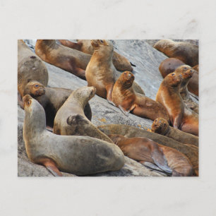 Postal Leones marinos en Patagonia, Chile