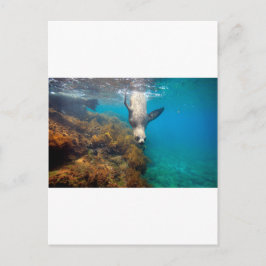 Postal Leones marinos jugando bajo el agua Islas Galápago