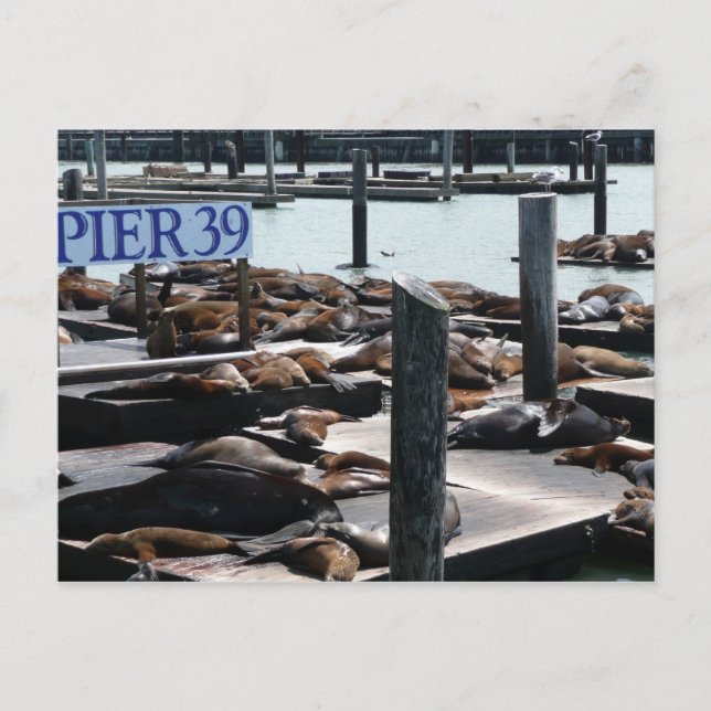 Postal Leones marinos Pier 39 (Anverso)