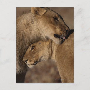 Postal Leones (Panthera leo) en unión, Skeleton