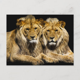Postal Leones peligrosos depredadores