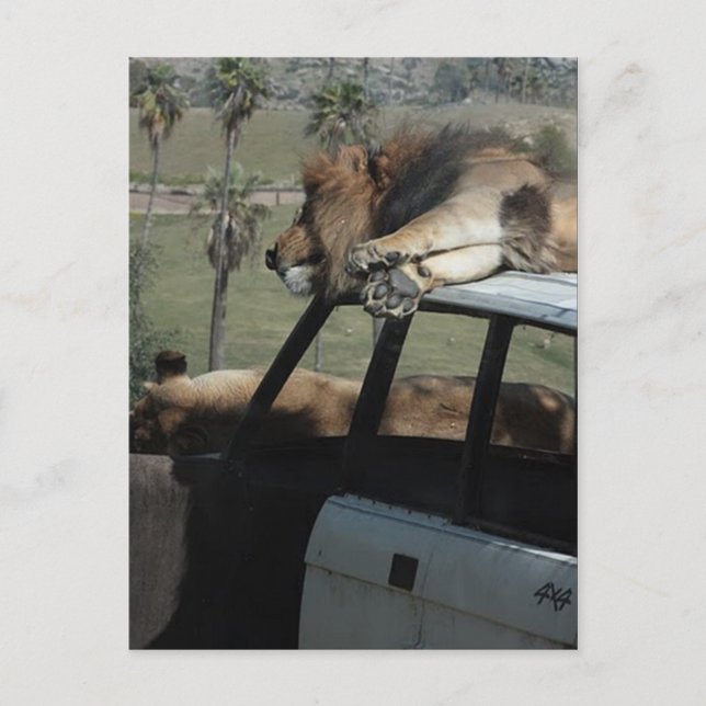 Postal Leones perezosos (Anverso)