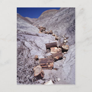 Postal Leones rotos, Parque Nacional del Bosque Petrifica