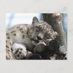 Postal Leopard 002