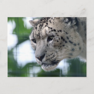 Postal Leopard 003