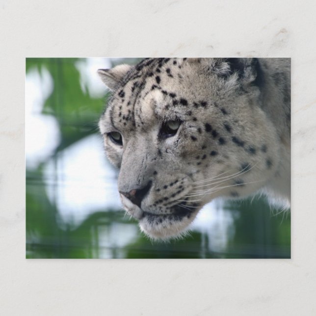 Postal Leopard 003 (Anverso)