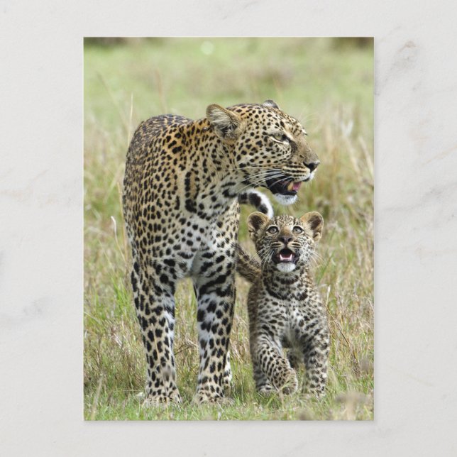 Postal Leopard Baby and Mama (Anverso)